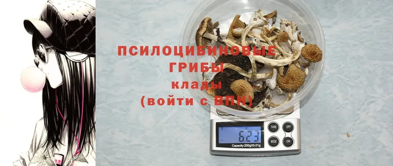 Псилоцибиновые грибы Cubensis  наркошоп  Кола 